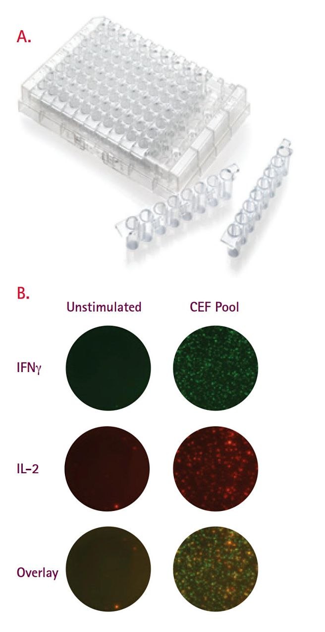 figure4-membrane-bottom Membrane bottom