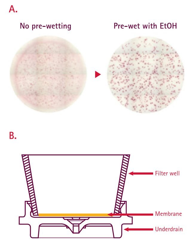 figure7-ifny-elispots-pvdf ifny-elispots-pvdf