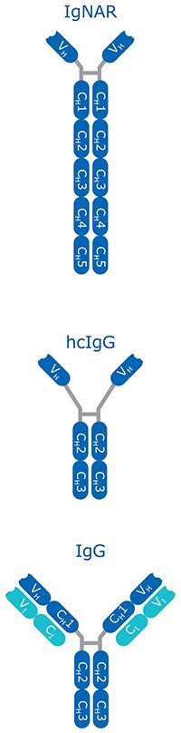 heavychain Heavy chain-only antibodies
