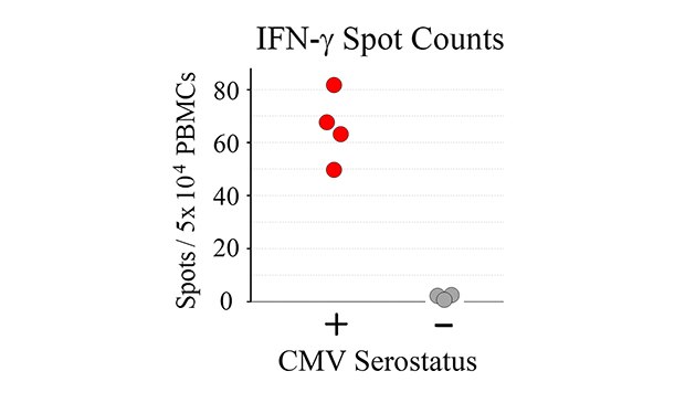 ELISpot assay using CMV-derived peptides to stimulate IFN-γ secretion. ELISpot assay using CMV-derived peptides to stimulate IFN-γ secretion.