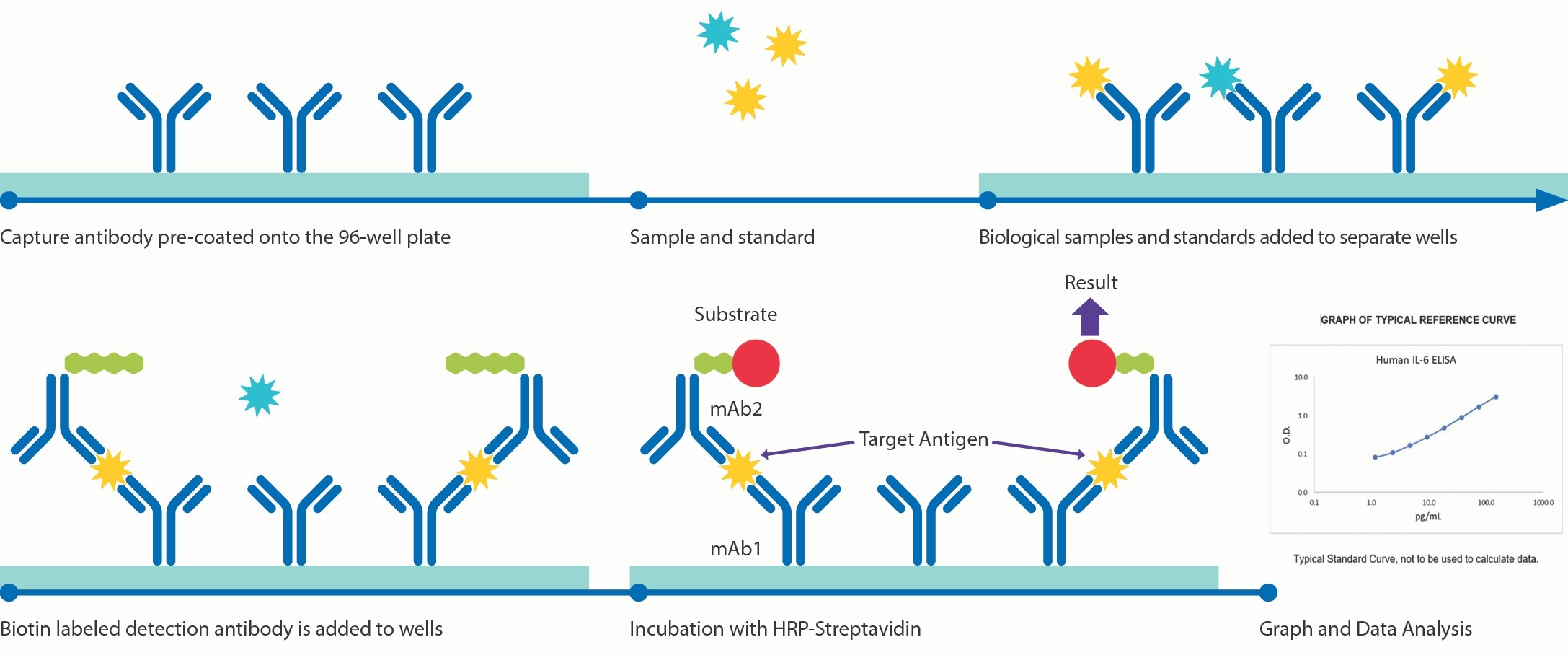 How Conferma<sup>®</sup> Sandwich ELISAs Work Illustration of how Conferma<sup>®</sup> ELISA assays work including pre-coating the capture antibody on a 96-well plate, adding sample/standard, adding biotin-labeled detection antibodies to the wells, incubating with horseradish peroxidase (HRP)-streptavidin, and then getting a result.
