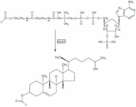 Acyl-coenzyme A:cholesterol acyltransferase 2 (ACAT2) is found in the liver and intestine, and utilizes acyl-CoA as the source of acyl chains. Acyl-coenzyme A:cholesterol acyltransferase 2 (ACAT2) is found in the liver and intestine, and utilizes acyl-CoA as the source of acyl chains.