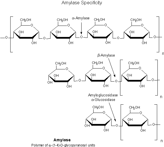 Glycobiology - Carbohydrate Enzymes and Proteins Amylase Specificity - Amylose
