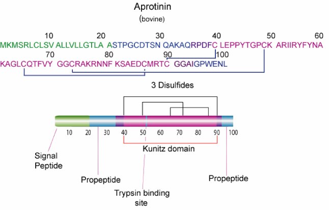 Aprotinin Aprotinin is a single peptide chain with three disulfide bonds