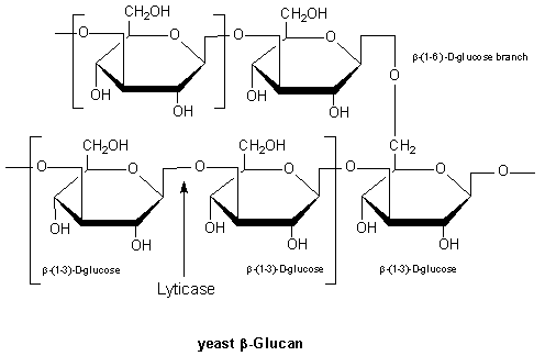 Glycobiology - Carbohydrate Enzymes and Proteins Polymer of β-(1-3)-D-glycopyranosyl units with branching at β-(1-6)-D-glycopyranosyl units.