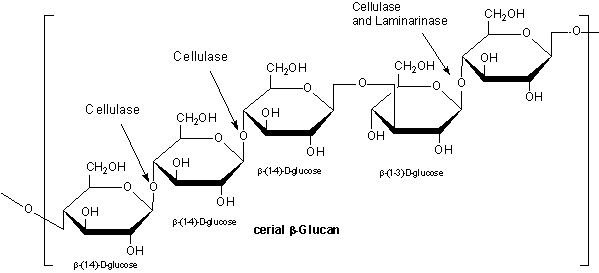 Glycobiology - Carbohydrate Enzymes and Proteins Polymer of β-(1-4)-D-glycopyranosyl units occurring as predominantly