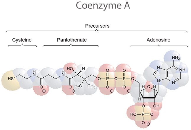 Coenzyme A A diagram showing the molecular structure of Coenzyme A. The structure is composed of three precursors: cysteine, pantothenate, and adenosine. These precursors are represented by colored circles overlapping each other, with cysteine in yellow, pantothenate in pink, and adenosine in blue. The molecular bonds and atoms are depicted within these circles with standard chemical notation - lines for bonds and letters for elements (H for hydrogen, O for oxygen, N for nitrogen, P for phosphorus). The central part of the molecule where pantothenate overlaps with adenosine is highlighted to show the connection between these components.