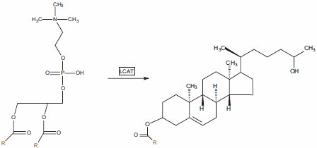 Lecithin:Cholesterol acyltransferase (LCAT) is found in peripheral tissues and utilizes phosphatidylcholine as the source of acyl chains. Lecithin:Cholesterol acyltransferase (LCAT) is found in peripheral tissues and utilizes phosphatidylcholine as the source of acyl chains.
