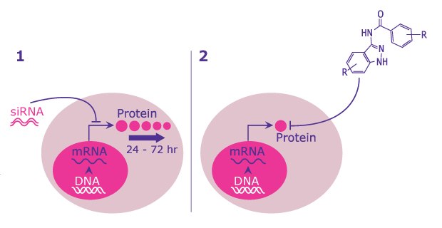 Action sites using RNAi compared to the action sites using small molecule inhibitors.