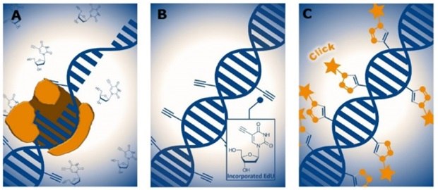 EdU-based DNA labeling during cell proliferation Three panels, each illustrating a step in the EdU-based DNA labeling process used to detect cell proliferation. In the first panel, a DNA double helix is shown being replicated, with a polymerase enzyme complex interacting with the DNA strand, symbolizing the incorporation of EdU, a thymidine analog, during the DNA synthesis phase of the cell cycle. The second panel shows the replicated DNA with several small molecular structures attached to the DNA strand, representing incorporated EdU molecules marked by their terminal alkyne groups. An inset depicts the chemical structure of the EdU molecule with a prominent alkyne moiety. The third panel shows the DNA strand labeled with several star-shaped symbols attached to it, symbolizing fluorescent tags that have been covalently bound to EdU sites through a click chemistry reaction. The process indicates how DNA synthesis can be visualized using fluorescence through selective labeling of incorporated EdU.