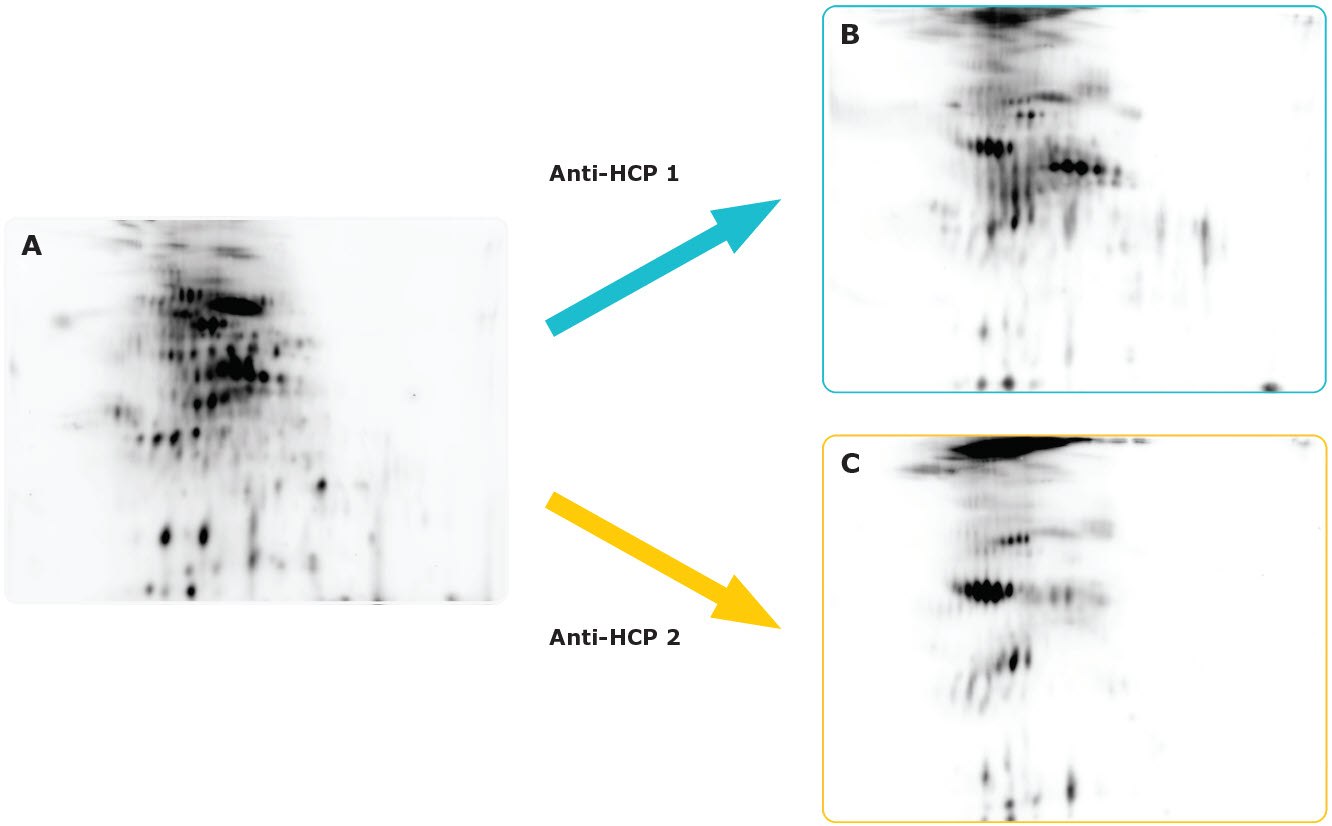 Anti-HCP Antibody Validation Using the Auto2D® System. Validación de anticuerpos anti-HCP usando el sistema Auto2D®.