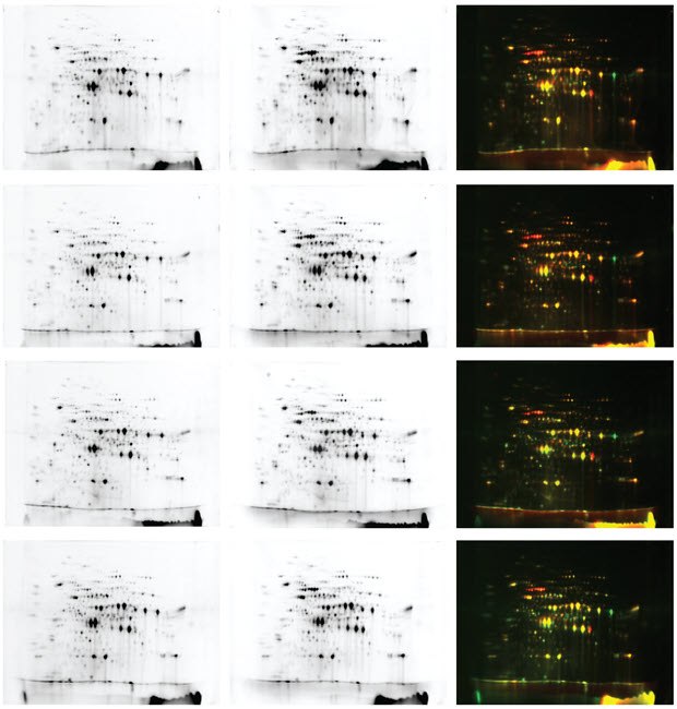Four repeated sets of data for yeast exact samples by DIGE suggest high repeatability with the Auto2D® device. The 4 sets of data for yeast extract sample data sets obtained by DIGE suggests high reproducibility from the Auto2D<sup>®</sup> device.