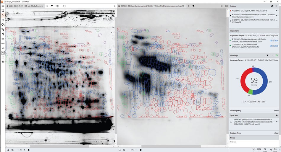 Demonstration of an HCP coverage test using the SpotMap software. HCP coverage test with Anti-HCP antibody B. Total protein data obtained from the gel (pre-labelling, left), Western blot data with Anti-HCP antibody B (right). SpotMap version number: 5.1.003.