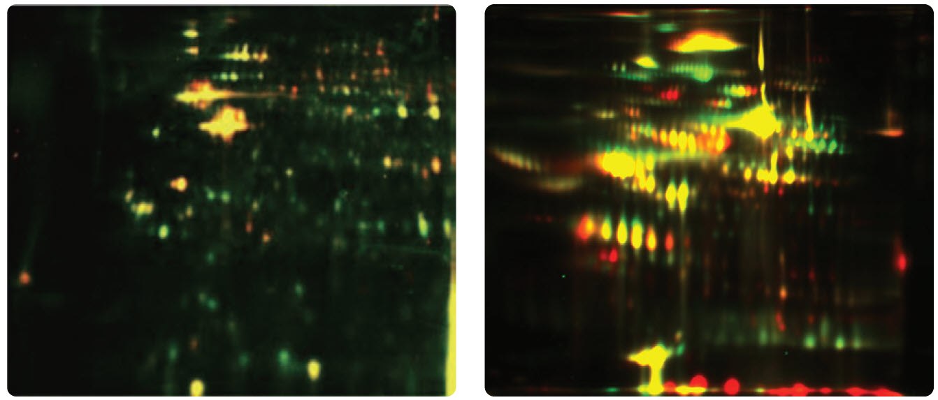 Differential Protein Expression in Cells and Plasma Samples Expresión diferencial de proteínas en células y muestras de plasma