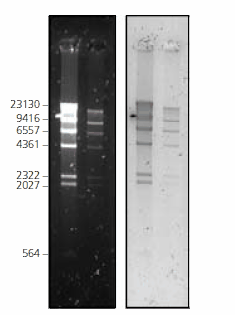 Nancy-520 for DNA Detection and Quantitation DNA marker (Lambda DNA Hind III digest) at 2 different concentrations, was separated on a 1% agarose gel, stained with Nancy-520 post-electrophoresis and imaged under 2 different conditions. Left: λex UV-Screen (300 nm)/λem 590 nm bandpass filter/CCD camera. Right: Laser-scanner Fuji FLA-3000/λex 532 nm/λem 580 nm cut-off filter.