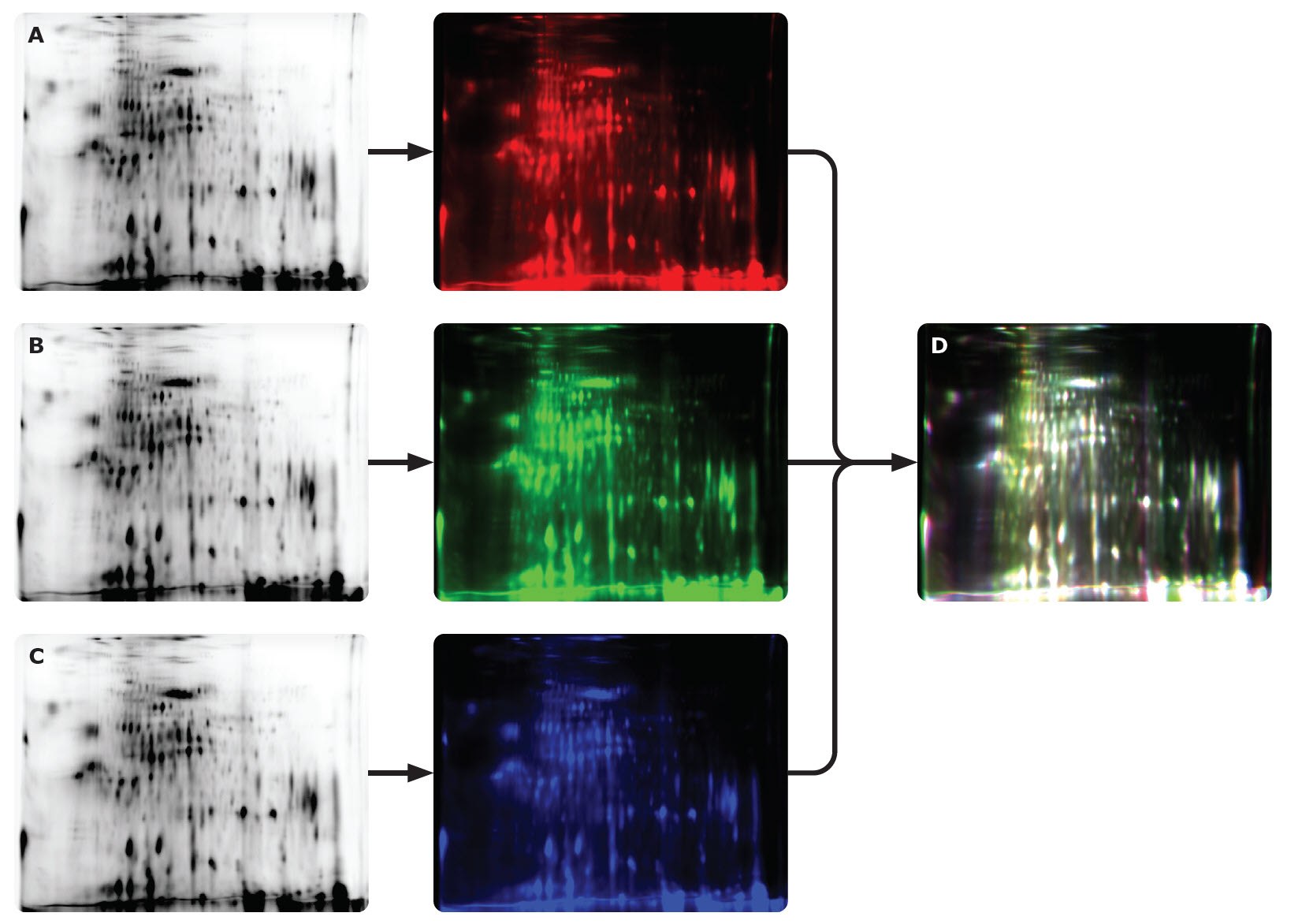 High Reproducibility of Auto2D System Gran reproducibilidad del sistema Auto2D