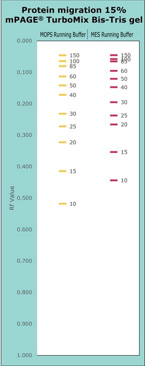 Protein migration chart (kDa) of 15% mPAGE Bis-Tris and Tris-Glycine gel chemistries. Protein migration of 15% mPAGE TurboMix Bis-Tris handcast gel with MOPS and MES Running Buffer displayed on chart: Protein separated with MOPS buffer versus MES buffer typically migrate further into the gel on the same gel chemistry. Higher gel percentages such as 15% are used for better separation at the lower molecular weight range. Separation of proteins on Bis-Tris gels can be further optimized with the use of MES or MOPS running buffer. MOPS running buffer is preferred for separation of mid to high molecular weight proteins, while MES running buffer has advantages for separating mid to low molecular weight proteins.