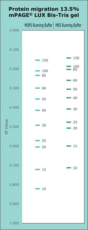 Protein migration chart (kDa) of 13.5% and mPAGE Lux Bis-Tris gel chemistries. Protein migration chart for 13.5% mPAGE LUX Bis-Tris gel. The chart displays the migration for MOPS & MES Running Buffer. Higher gel percentages such as 13.5% are used for better separation of low molecular weight proteins. Separation of proteins on Bis-Tris gels can be further optimized with the use of MES or MOPS running buffer. MOPS running buffer is preferred for separation of mid to high molecular weight proteins, while MES running buffer has advantages for separating mid to low molecular weight proteins.