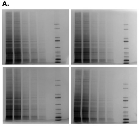 mPAGE® Lux Casting System reproducibility using four Bis-Tris gels evaluated under the same conditions. Cuatro geles mPAGE® Lux demostraron un rendimiento constante cuando se analizaron lisados A431 en las mismas condiciones.