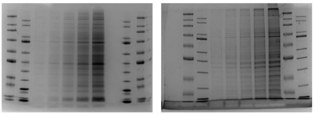 mPAGE® Lux Casting System SDS-PAGE Gel Data Comparison. Comparación de datos del gel bis-tris y el tris-glicina para el sistema mPAGE® Lux Casting