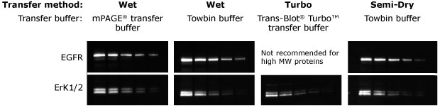 mPAGE® Lux Casting System Western Blot Gel Transfer Method Comparison. Métodos de inmunoelectrotransferencia para el sistema mPAGE® Lux Casting.