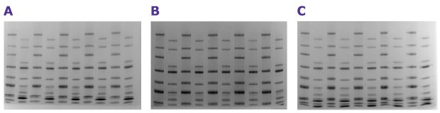 mPAGE® Lux SDS-PAGE reagent shelf-life analysis La evaluación de la vida útil de los reactivos mPAGE® Lux sugiere una estabilidad de hasta 12 meses.