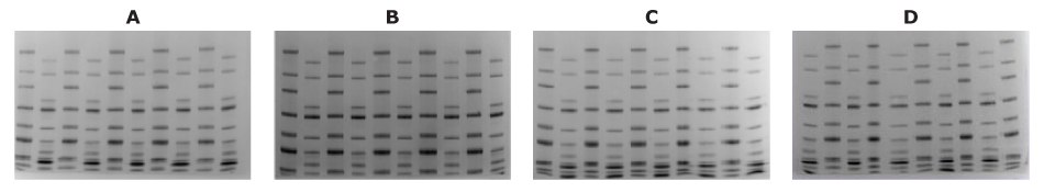 mPAGE® Lux SDS-PAGE reagent shelf-life analysis mPAGE® Lux reagent shelf-life evaluation suggest stability up to 12 months.
