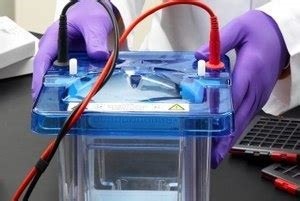 Protein electrophoresis gel tank Close-up view of gloved hands holding a blue-lidded gel electrophoresis apparatus with clear tank and wires connected