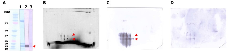 Salmon Roe Allergenic Immunodetection The Auto2D system for salmon roe-allergenic patient serum separation and immunodetection.