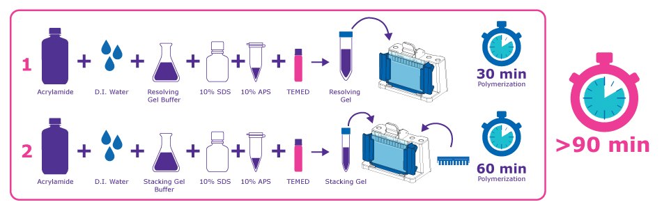 Traditional Hand Cast Workflow Traditional Hand Cast Workflow for SDS-PAGE gels infographic showing extended steps and polymerization time of 90 minutes or more