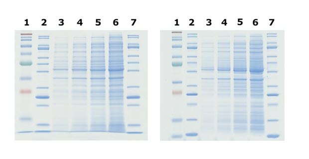 Tris-glycine and Bis-Tris PAGE Gel Comparison Sharper bands are observed in Bis-Tris gels compared to tris-glycine gels.
