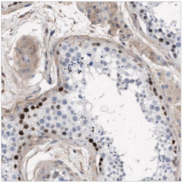 Anti-MAS1L Antibody Immunohistochemical staining of human testis with anti-MAS1L polyclonal antibody (Cat. No. HPA017983) shows strong positivity in basal cells of ductus seminiferous.