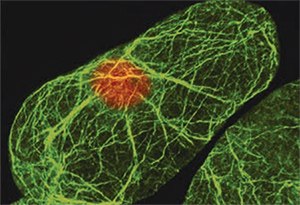 Immunofluorescence. Arabidopsis suspension cells labeled with the Monoclonal Anti-Actin, clone 10-B3 (MAbGPa) (Cat. No. A0480) at a 1:100 dilution. The actin filaments were revealed with Anti-Mouse IgG-FITC (Cat. No. F6257) (green) and the nucleus is stained with DAPI (red). From M.K. Kandasamy, Genetics Department, University of Georgia, Athens, GA. Immunofluorescence. Arabidopsis suspension cells labeled with the Monoclonal Anti-Actin