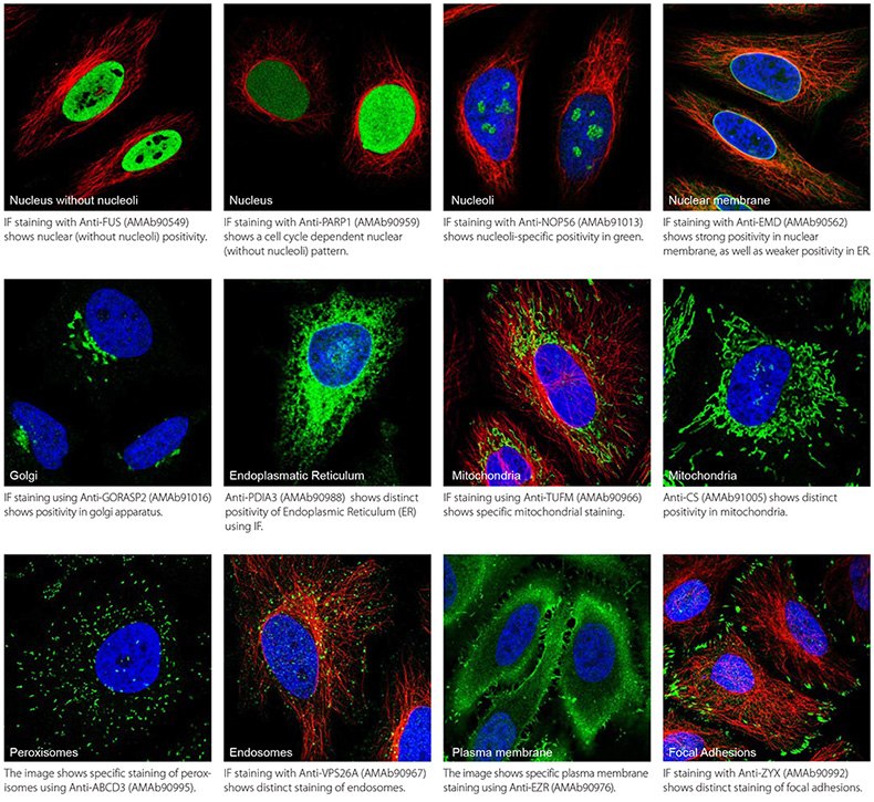 Prestige Antibodies Organelle Markers Different Subcellular Organelles in Human HeLa Cell Line