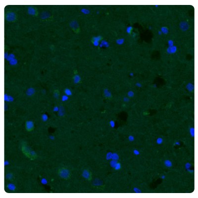 Immunostaining Human Normal Cortex with Anti-CHI3L1 Antibody Immunostaining with fluorescence immunohistochemistry of human normal cortex tissue samples stained with the Anti-CHI3L1 antibody (Product No. AMAb91777).