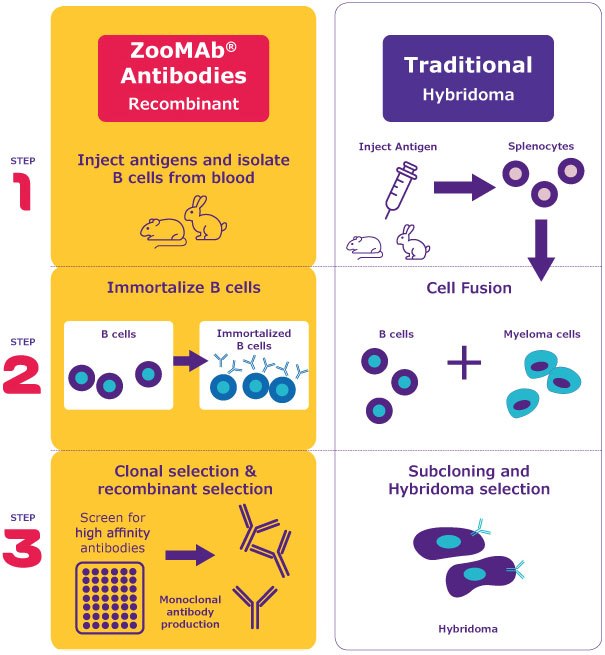 ZoMAb<sup>®</sup> Antibodies Recombinant vs. Traditional Hybridoma Infographic comparing traditional hybridoma technology with ZooMAb™ technology. The left side illustrates the traditional method, showing steps to inject an antigen, isolate splenocytes, fuse B cells with myeloma cells, and select hybridomas, highlighting limited species use. The right side outlines ZooMAb™ technology, detailing steps to isolate B cells from blood, immortalize them, and perform clonal selection for high affinity antibodies, emphasizing its robust and recombinant nature with multiple species potential.