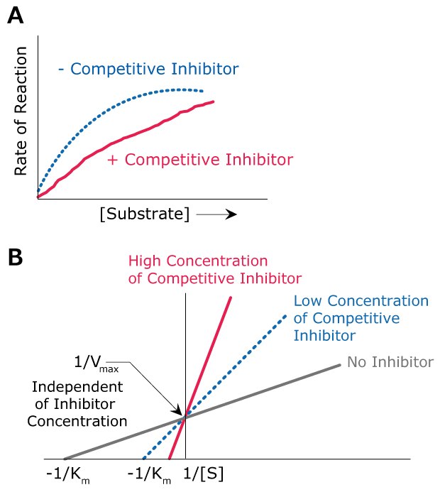Lineweaver-Burk plots showing the kinetics of competitive inhibition including the effects of high concentration of competitive inhibitor, low concentration of competitive inhibitor, and no inhibitor on Vmax and Km.