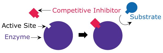 A simple model showing how the competitive inhibitor binds to the active site of the enzyme and blocks the substrate from binding.