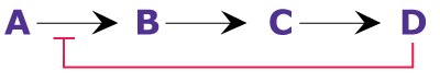 Diagram showing end product inhibition, where the end product of a pathway can directly bind to (and inhibit) the enzyme, thus shutting down the pathway.