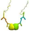 Detection Protein Protein Interactions Detection of Protein-Protein Interactions