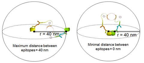 max-and-min-distance-between-epitopes Maximum and minimum distances between epitopes