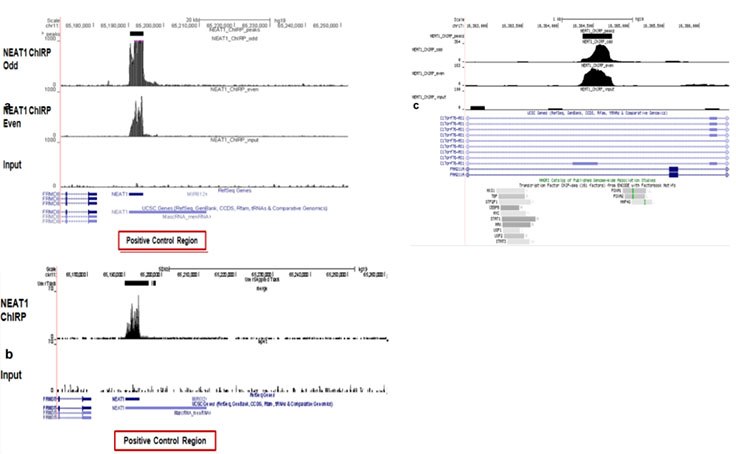 Next Generation Sequencing Analysis of DNA pull-down using Magna ChIRP kit Next Generation Sequencing Analysis of DNA pull-down using Magna ChIRP kit
