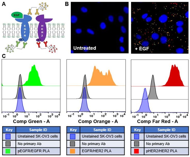 (A) Schematic of multiplex PLA detection and analysis of EGFR signaling of post-translational modifications and protein-protein interactions in SK-OV3 cells treated with EGF (+ EGF) or untreated cells. Multiplex PLA detection of the phosphorylation of EGFR (green), EGFR-HER2 interactions (orange), and the phosphorylation of HER2 (far red) were performed on adherent cells (B) or detached cells (C). Data collection was performed by fluorescence microscopy or flow cytometry, respectively. Nuclei were stained with DAPI (blue) in (B). Schematic multiplex pla detection