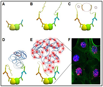 (<b>A</b>) Dos anticuerpos primarios reconocen proteínas específicas de interés en la célula. Los glóbulos amarillo y verde representan dos epítopos de una sola proteína o epítopos en dos proteínas diferentes que están interactuando. (<b>B</b>) Los anticuerpos secundarios acoplados a oligonucleótidos (sondas de PLA) se unen a los anticuerpos primarios. (<b>C</b>) Cuando las sondas de PLA están muy cerca, los oligos conectores se unen a las sondas de PLA y se ligan. (<b>D</b>) La plantilla de ADN cerrada circular resultante es amplificada por la ADN polimerasa. (<b>E</b>) Los oligos de detección complementaria acoplados a fluorocromos se hibridan a secuencias repetitivas en los amplicones. (<b>F</b>) Las señales de PLA se detectan mediante microscopia fluorescente como puntos discretos y proporcionan la localización intracelular de la proteína o la interacción proteica. Esquema de una reacción de PLA DuoLink®. (A) Dos anticuerpos primarios reconocen proteínas específicas de interés en la célula. Los glóbulos amarillo y verde representan dos epítopos de una sola proteína o epítopos en dos proteínas diferentes que están interactuando. (B) Los anticuerpos secundarios acoplados a oligonucleótidos (sondas de PLA) se unen a los anticuerpos primarios. (C) Cuando las sondas de PLA están muy cerca, los oligos conectores se unen a las sondas de PLA y se ligan. (D) La plantilla de ADN cerrada circular resultante es amplificada por la ADN polimerasa. (E) Los oligos de detección complementarios acoplados a fluorocromos se hibridan a secuencias repetitivas en los amplicones. (F) Las señales de PLA se detectan mediante microscopia fluorescente como puntos discretos y proporcionan la localización intracelular de la proteína o la interacción proteica.