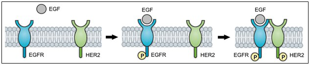 Ligandos como el factor de crecimiento epidérmico (EGF) se unen al dominio extracelular del EGFR, lo que produce la activación y la autofosforilación, y a su vez, produce la homodimerización del EGFR (no representado) o la heterodimerización con otros miembros de la familia ErbB, como el HER2. La dimerización y la fosforilación subsiguiente provocan la activación de las vías de señalización posteriores. Esquema de dimerización EGFR-HER2.
