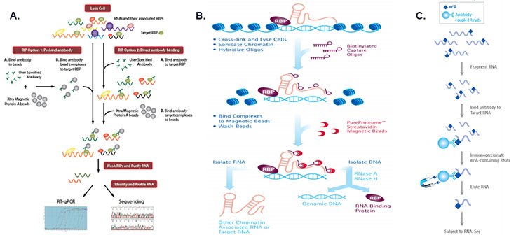 A. Whole cell lysate native RIP workflow (Product No. 17-700, 17-701) B. ChIRP workflow (Product No. 17-10494, 17-10495) C. m6A RIP workflow (Product No. 17-10499) Workflows of different RIP protocols