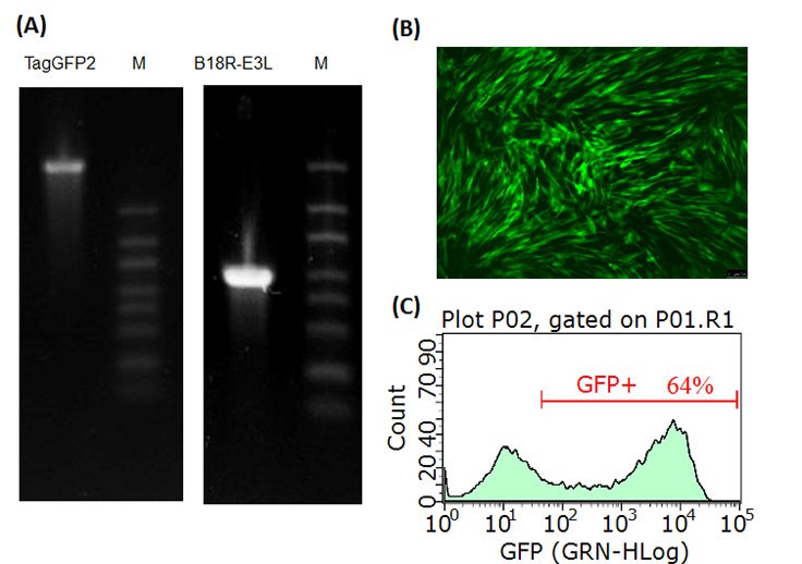 RNA-gels RNA gels and TagGFP2 expression in HFFs
