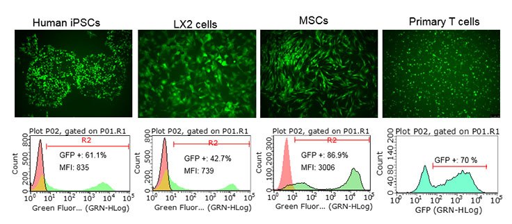 TagGFP2-RNA Simplicon™ RNA can be transfected into a wide variety of cell types