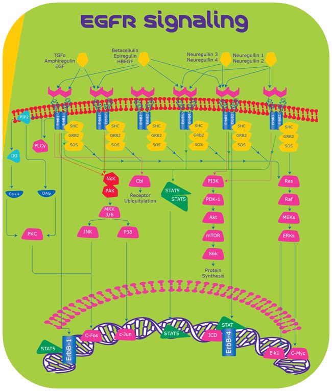 EGFR Signaling egfr signalling