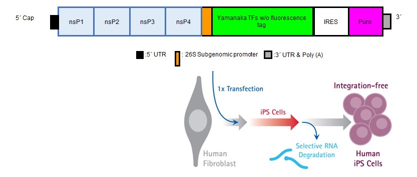 human-ips-cells-5 Human iPS cells can be genereated with a single transfection